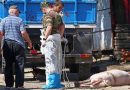 Pesta porcină se extinde în județ; nou focar descoperit la Bălanu