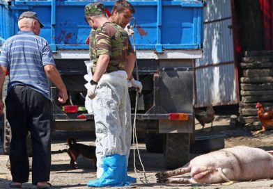 Pesta porcină se extinde în județ; nou focar descoperit la Bălanu
