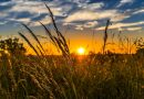 Prefectura Giurgiu: o nouă alertă meteo aduce un val de stres termic major suplimentar pentru culturile agricole