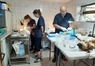 Campanie gratuită de sterilizări în week-end, la Oinacu