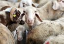 Monitorizare permanentă a animalelor din Braniștea. Care este motivul deciziei?