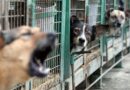 Activitatea adăpostului ASPA IVETS din Uzunu, interzisă definitiv de DSVSA Giurgiu