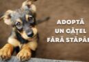 Iubești animalele? Vino la târgul de adopții organizat de Ziua Copilului