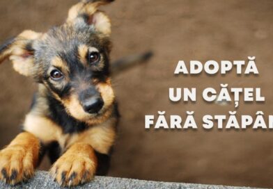 Iubești animalele? Vino la târgul de adopții organizat de Ziua Copilului