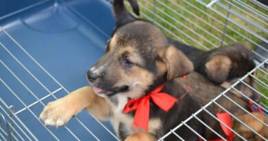 Ce rezultate a avut târgul de adopții organizat de Ziua Copilului?