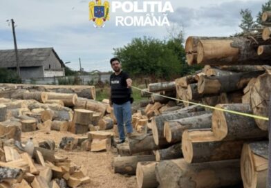 Comercianții de lemn din Giurgiu au intrat pe ”radarul” autorităților: control mixt Poliție – Garda Forestieră