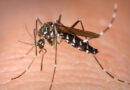 Țânțarii fac victime, la propriu: a apărut primul caz de infectare cu West Nile la Giurgiu!