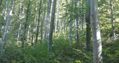Direcția Silvică Giurgiu – record la regenerarea pădurilor din județ