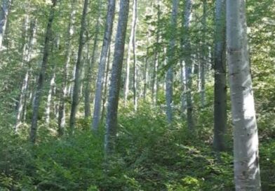 Direcția Silvică Giurgiu – record la regenerarea pădurilor din județ
