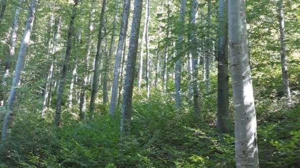Direcția Silvică Giurgiu – record la regenerarea pădurilor din județ